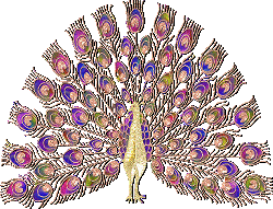 peacock image